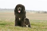 DOGUE DU TIBET 738